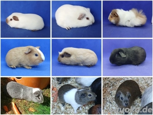 Meerschweinchen Weibchen, Böcke, Kastrate