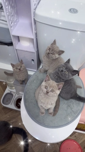 Bkh kitten 3 Jungs und 1 Mädchen.