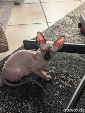 Kanadische Sphynx Kitten Babykatzen Mädchen mit Tasthaare 