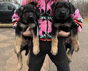 Deutsche Schäferhundwelpen zu Weihnachten abzugeben