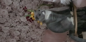 Wünderschöne BKH katze intelligent 