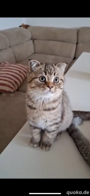 Britisch Kurzhaar BKH Getigert