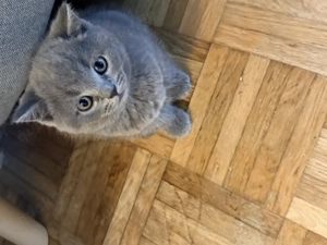 3 liebevolle Britisch-Kitten ab 8. Januar   2 Jungs, 1 Mädchen