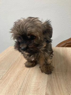 Welpen Mädchen sucht ein neues Zuhause 