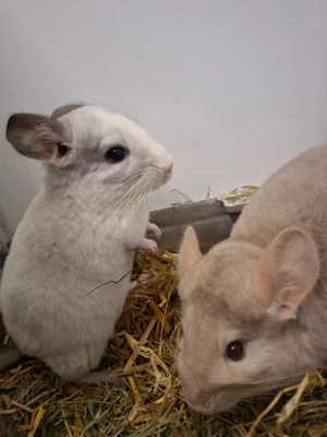  Junge Chinchilla-Weibchen eingetroffen in Beige und Weiß
