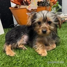 Darf ich vorstellen: Rudy   dein kleiner Sonnenschein!    