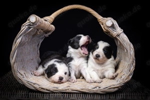 Reinrassige Border Collie Welpen Arbeitslinie