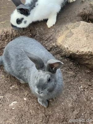drei Monate alte Kaninchen