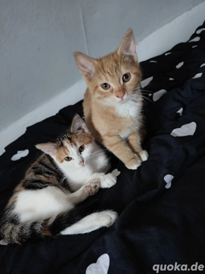 2 süße Geschwister kitten abzugeben in Liebevolle Hände 