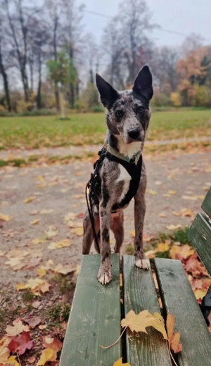 Capper, bildschöner Hütehund-Mix ca. 1 Jahr, ca. 48 cm *Tierschutz* *in 86150 Augsburg*