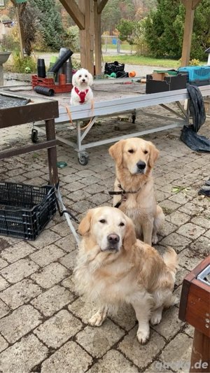 Hundebetreuung  Hundesitter