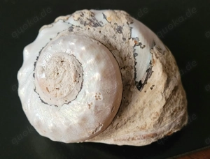 Muschel maritime Schönheit Turbo-sarmaticus o. Imperialis Turbanschnecke