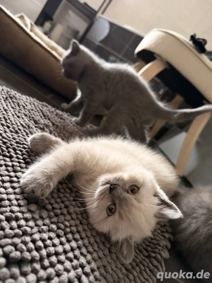 Britisch Kurzhaar Kätzchen 