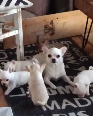 Bildschöne kurzhaar Rüden Welpen creme, weiß 