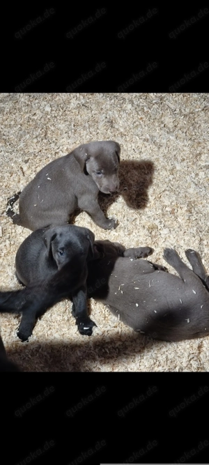 Labrador Welpen in der Farbe silber 