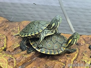 Wasserschildkröten Babys