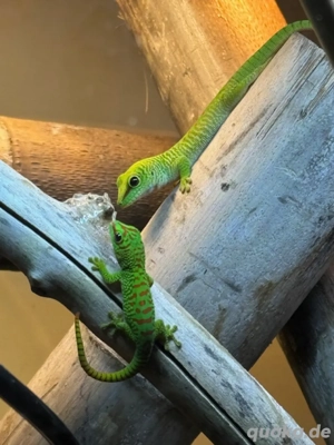 Madagaskar-Taggeckos aus Hobbyzucht   jetzt in gute Hände abzugeben!