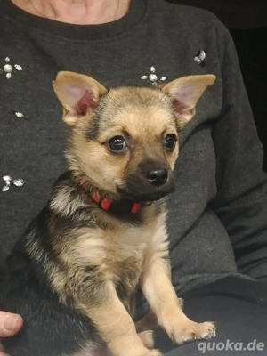 Süße Welpen suchen ein liebevolles Zuhause 