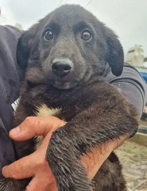 DOBY - schwarzer Schatz (wartet in Rumänien)