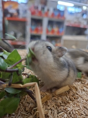 Dsungarische Zwerghamster: Neu erhältlich   Bild 2