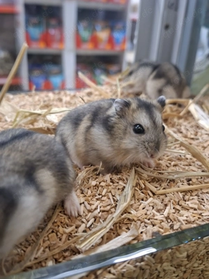 Dsungarische Zwerghamster: Neu erhältlich  
