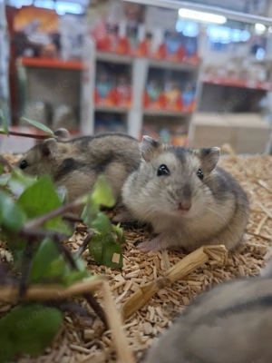 Dsungarische Zwerghamster: Neu erhältlich   Bild 3