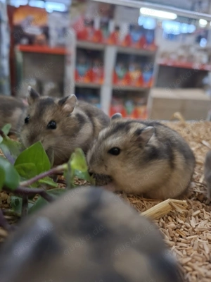 Dsungarische Zwerghamster: Neu erhältlich   Bild 6