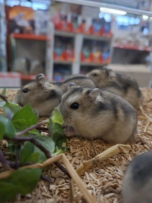Dsungarische Zwerghamster: Neu erhältlich   Bild 4