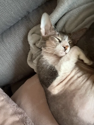   Verkaufsanzeige   Zwei liebevolle Sphynx-Geschwister suchen gemeinsam ein neues Zuhause  