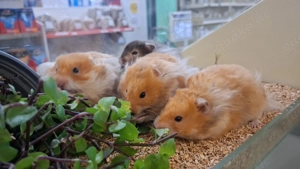 Teddyhamster: Neu erhältlich 