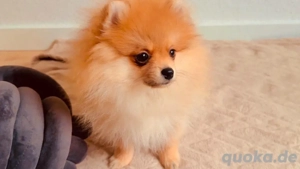 Pomeranian