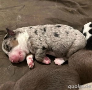 Wunderschöne Mini Miniatur Australian Shepherd Welpen suchen ihr zuhause