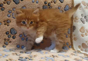 **   Maine Coon Kätzchen zu vergeben   bereit, dein Herz im Sturm zu erobern!   **