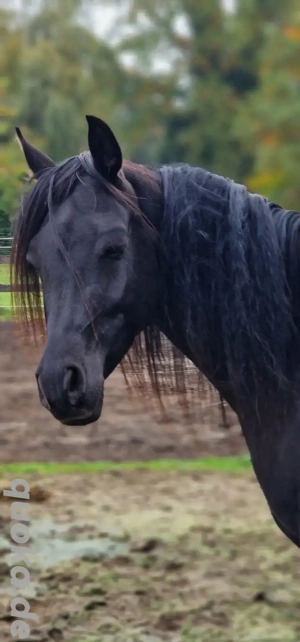 Bildhübscher Quarab