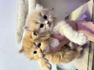 2 süße perser Jungs 