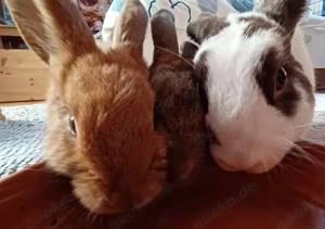 Stubenreine Kaninchen  Bild 2