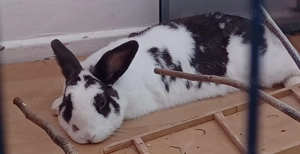 Stubenreine Kaninchen  Bild 5