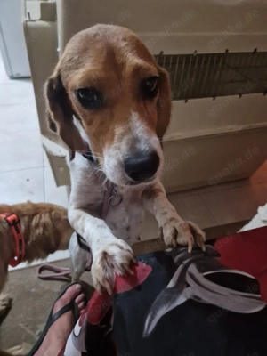  Die kleine Marie sucht ihr Zuhause   oder eine liebe Pflegefamilie 