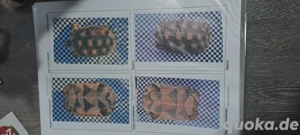  2. breitrandschildkröten abzugeben 