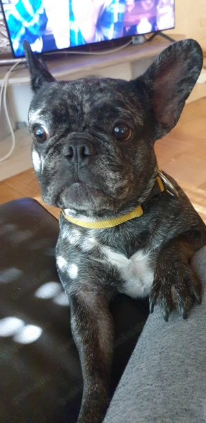 Französische Bulldogge Hündin 