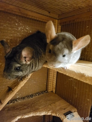 Chinchilla 2 Weibchen 