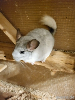 Chinchilla 3 Weibchen 
