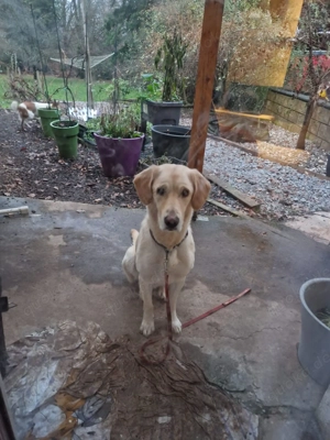 Schneekönigin Elsa - sucht ihr Traumschloss 