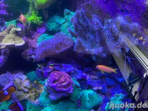 Verschiedene Korallen abzugeben Meerwasser