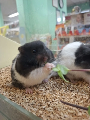 Teddyhamster: Neu eingetroffen