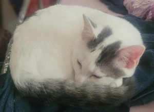 Süße junge Katzendame  Püppchen  sucht liebevolles Zuhause