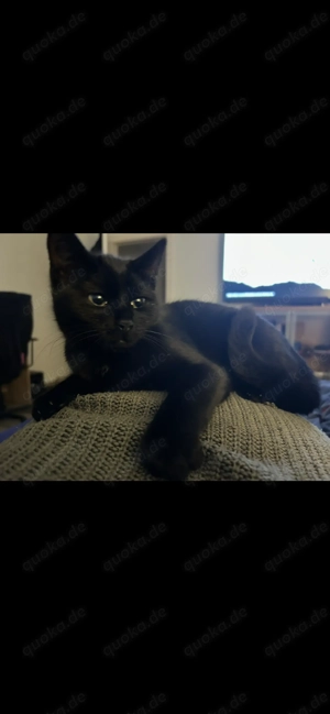 Katze kitten britisch kurzhaar