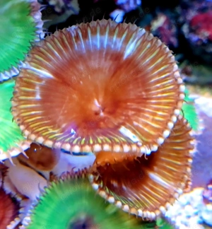 Korallenableger- Meerwasser- Palythoa grandiflora Krustenanemone