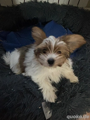 biewer yorkshire Mädchen wieder frei 