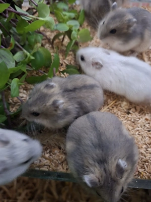 Zwerghamster   neu erhältlich Bild 2